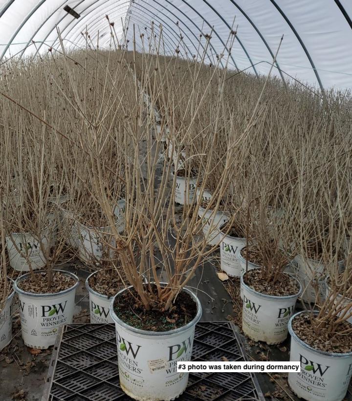 SYRINGA X BLOOMERANG `DARK PURPLE`