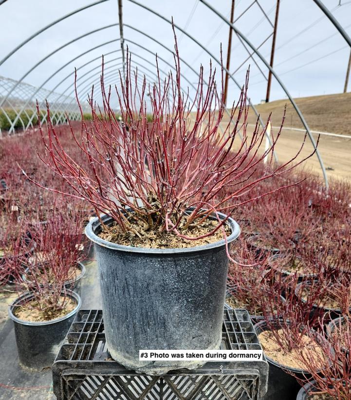 CORNUS ALBA `IVORY HALO`