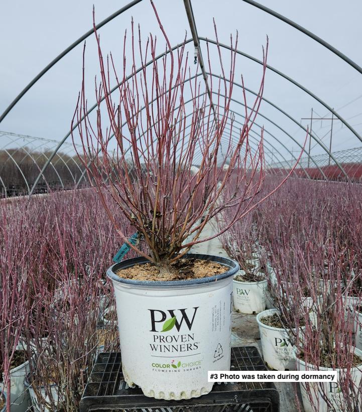 CORNUS STOLONIFERA `ARCTIC FIRE RED`