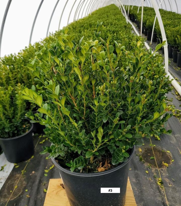 BUXUS MICRO. `WINTER GEM`