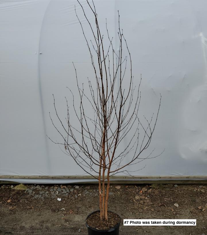 BETULA JACQUEMONTII