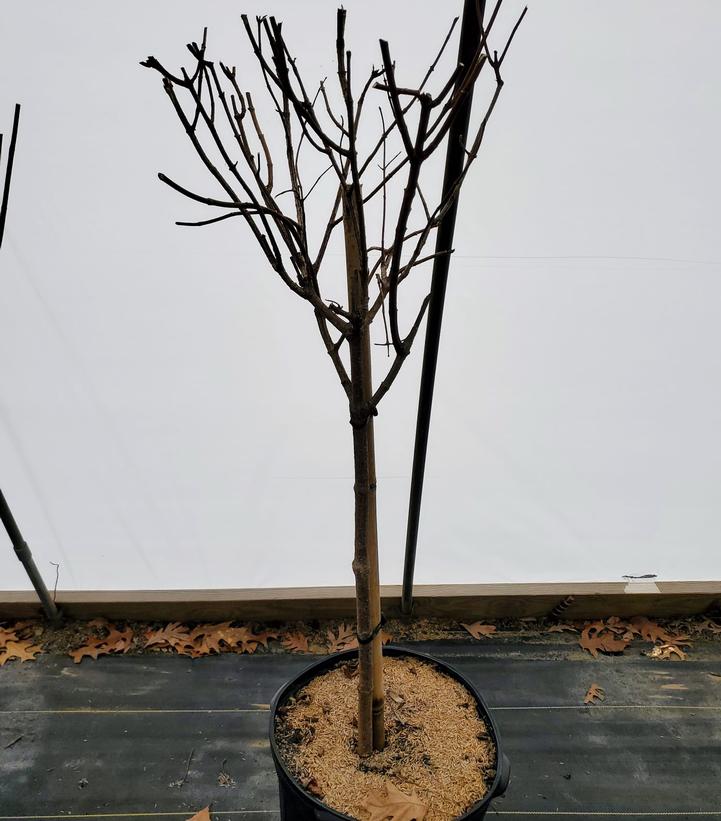 HYDRANGEA PAN. `PHANTOM` - TREE