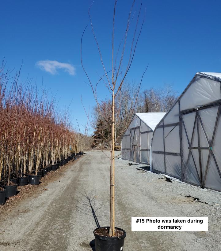 ACER RUBRUM `RED SUNSET`