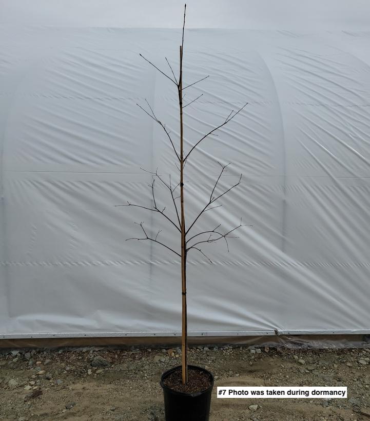 QUERCUS BICOLOR