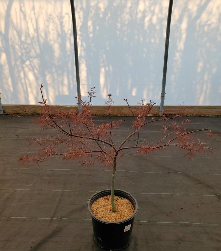 ACER PAL. DIS. `RED DRAGON`