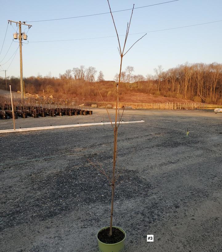 QUERCUS BICOLOR