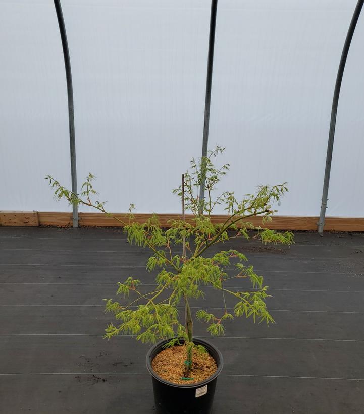 ACER PAL. DIS. `WATERFALL`