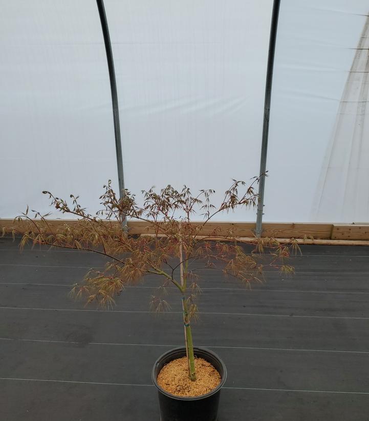 ACER PAL. DIS. `TAMUKEYAMA`