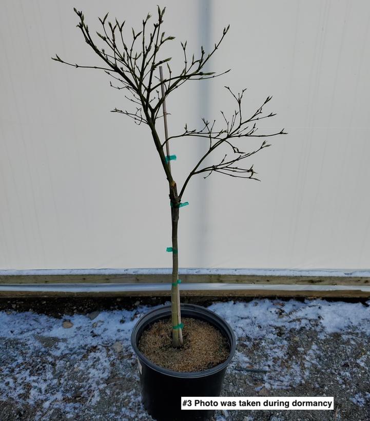 ACER PAL. DIS. `VIRIDIS`
