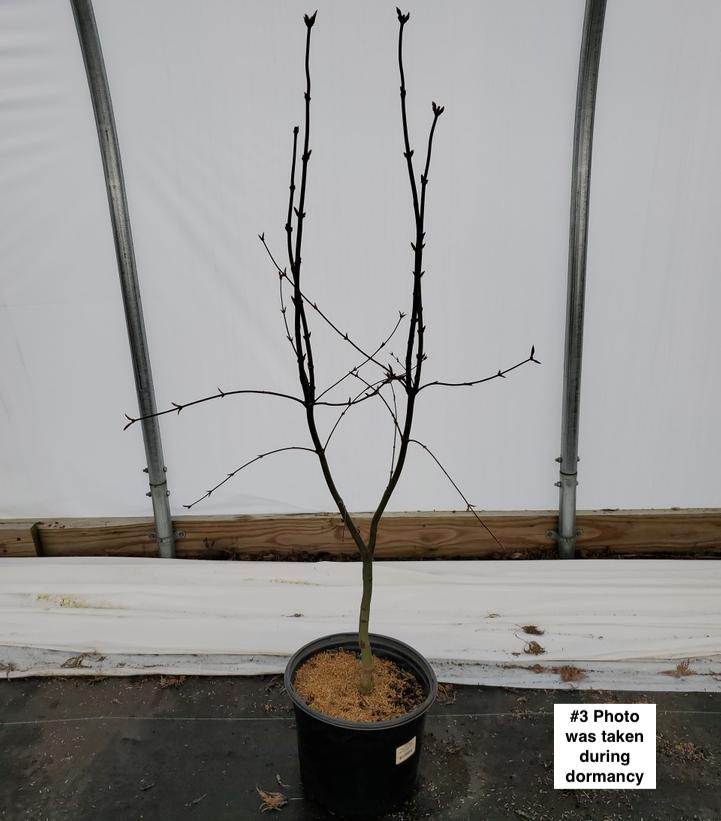 ACER PALMATUM `BLOODGOOD`