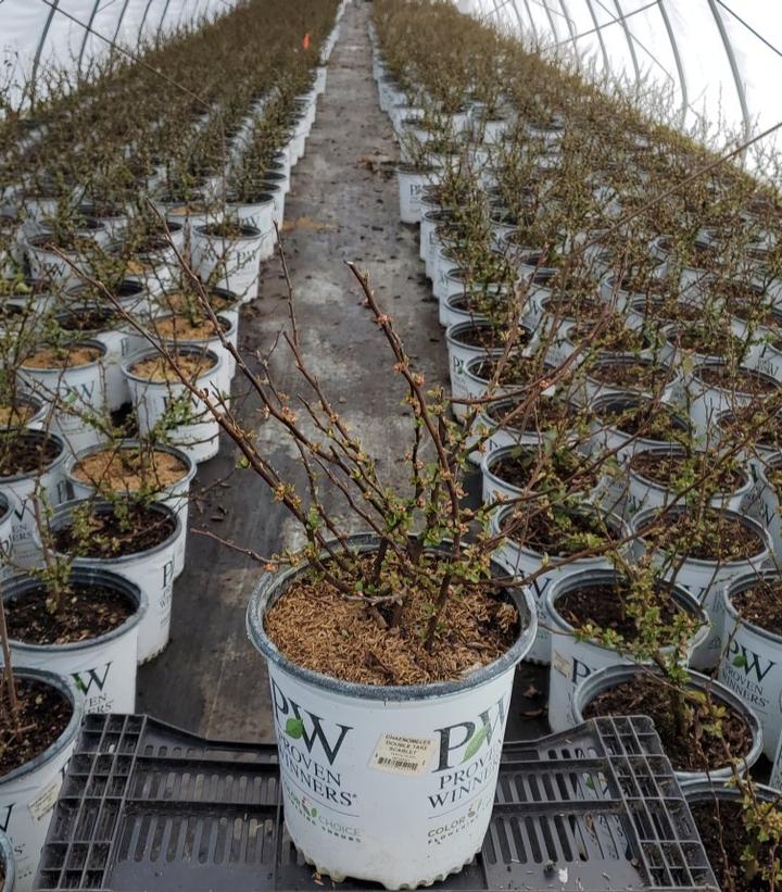 CHAENOMELES `DOUBLE TAKE SCARLET`