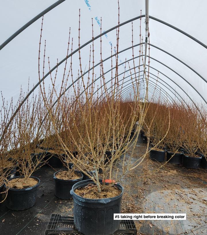 FORSYTHIA X INTERMEDIA `LYNWOOD GOLD`