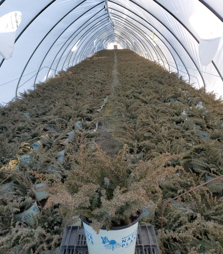 JUNIPERUS COMMUNIS `BLUEBERRY DELIGHT`