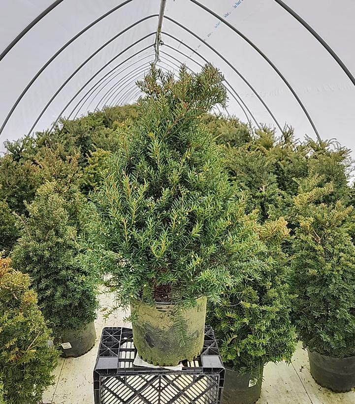 TAXUS CUSPIDATA `CAPTAIN`