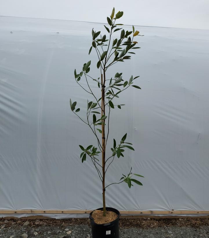 MAGNOLIA VIRGINIANA `MOONGLOW`