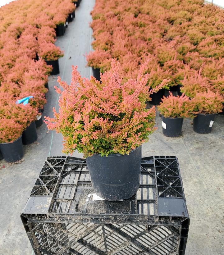 CALLUNA VULGARIS `CARNIVAL`