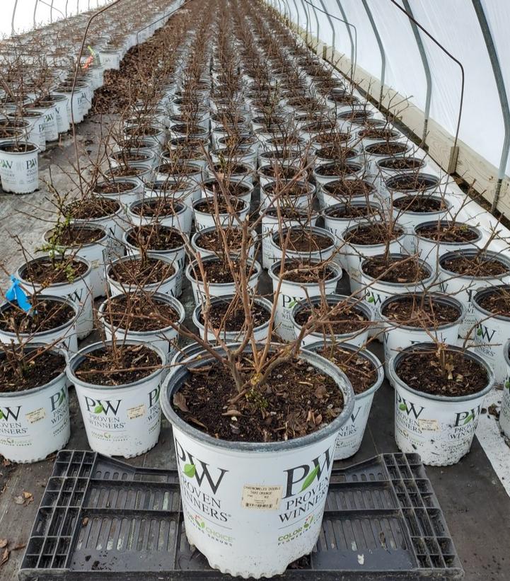 CHAENOMELES `DOUBLE TAKE ORANGE`