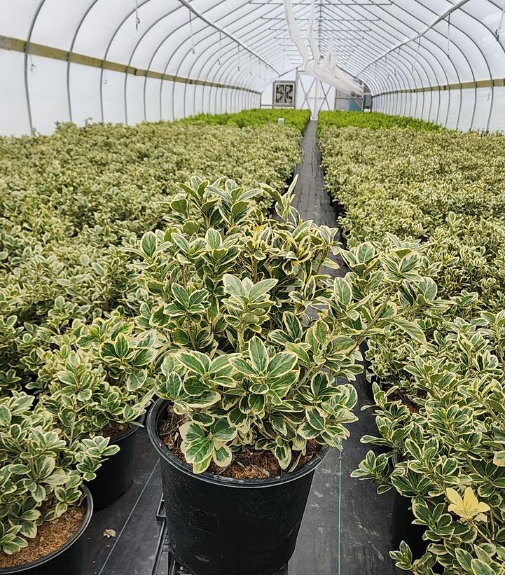 EUONYMUS JAPONICUS `SILVER QUEEN`