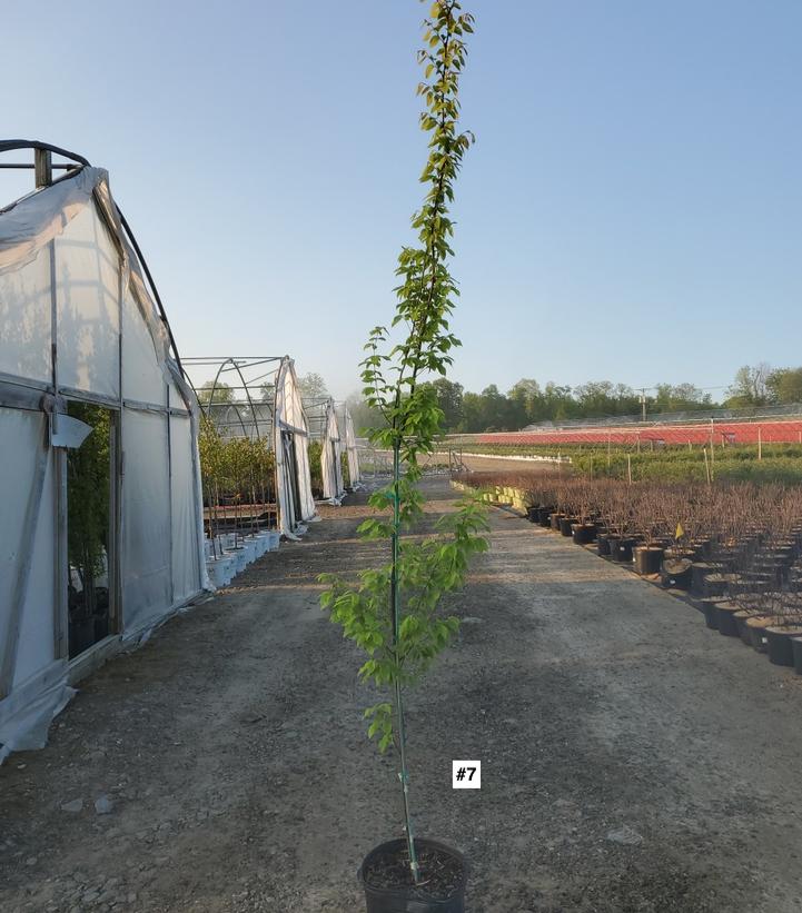 CARPINUS BETULUS `FRANS FONTAINE`