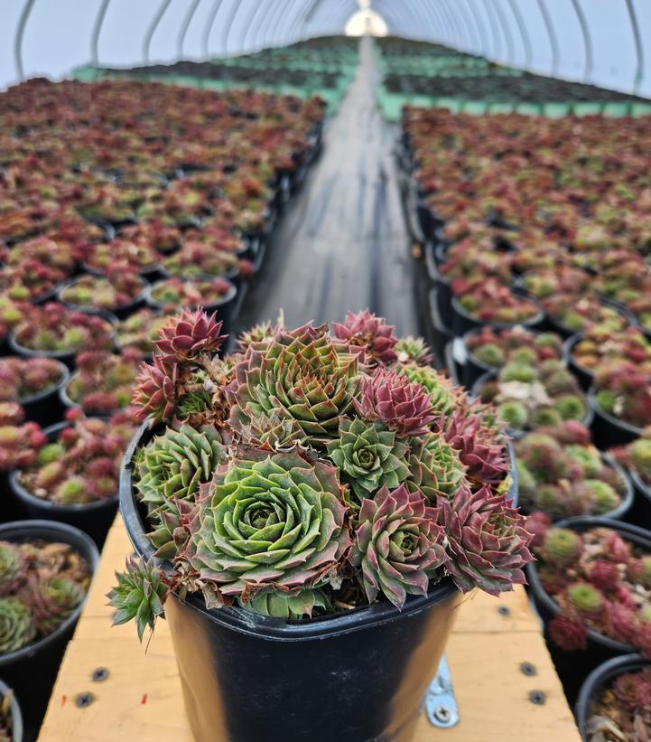 SEMPERVIVUM `RUBY HEART`