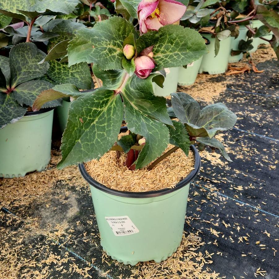 HELLEBORUS X FROSTKISS `GLENDA`S GLOSS`