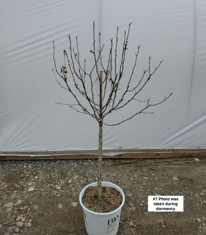 HIBISCUS SYR. `BLUE CHIFFON`