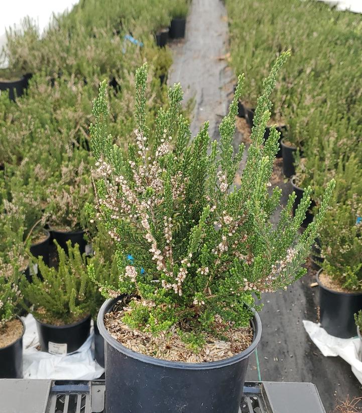 CALLUNA VULGARIS `MAIRES`