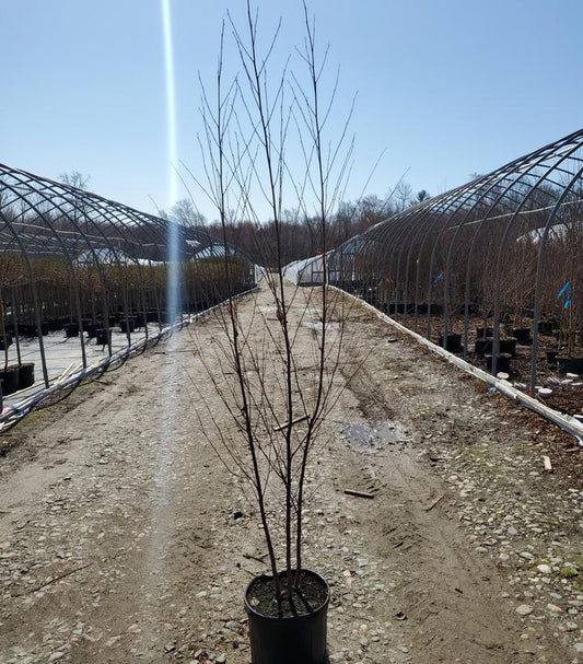 BETULA NIGRA `HERITAGE` - CLUMP