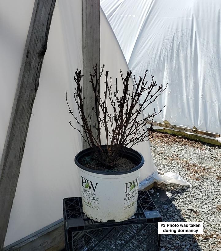PHYSOCARPUS OP. `SUMMER WINE BLACK`