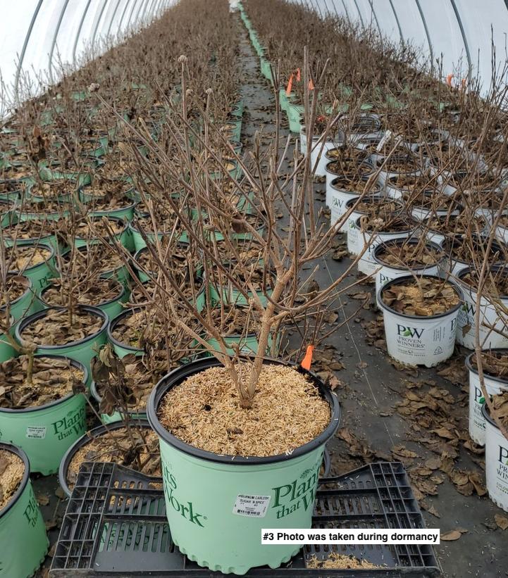 VIBURNUM CARLESII `SUGAR `N SPICE`