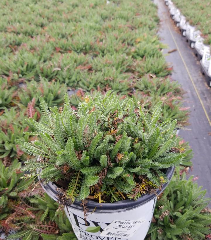 ACHILLEA `FIREFLY PEACH SKY`