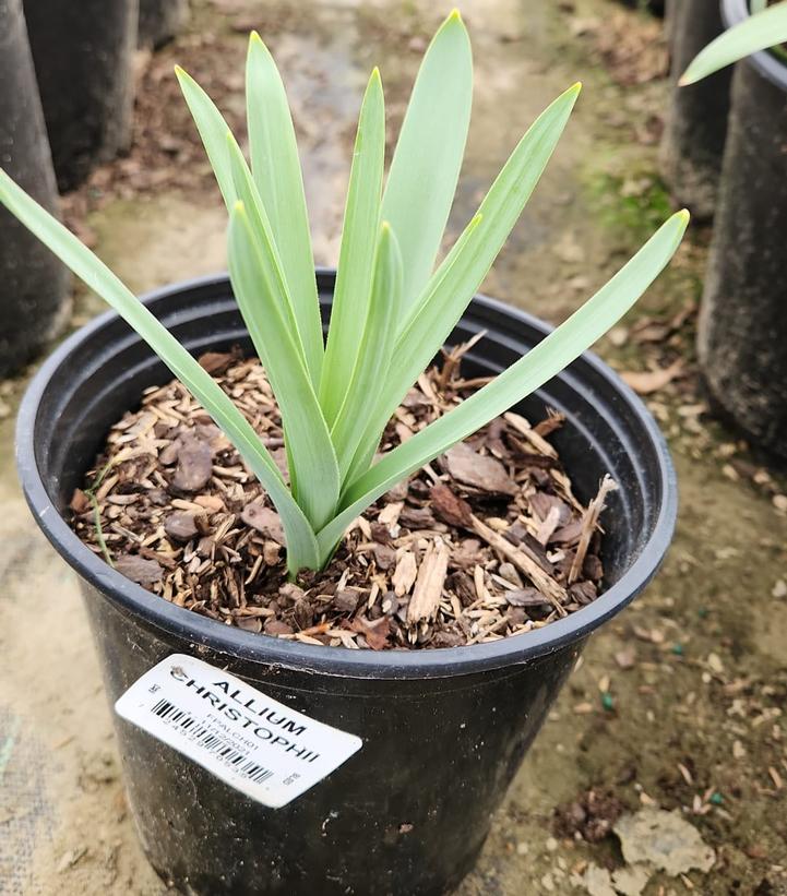 ALLIUM CHRISTOPHII