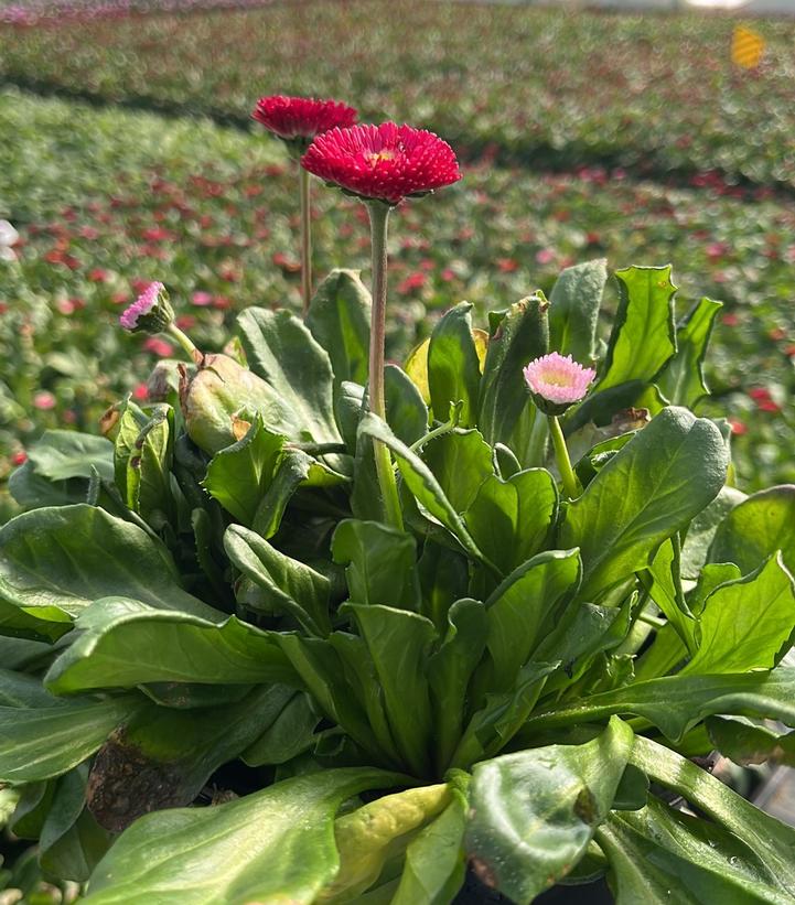 BELLIS PERENNIS BELISSIMA `RED`