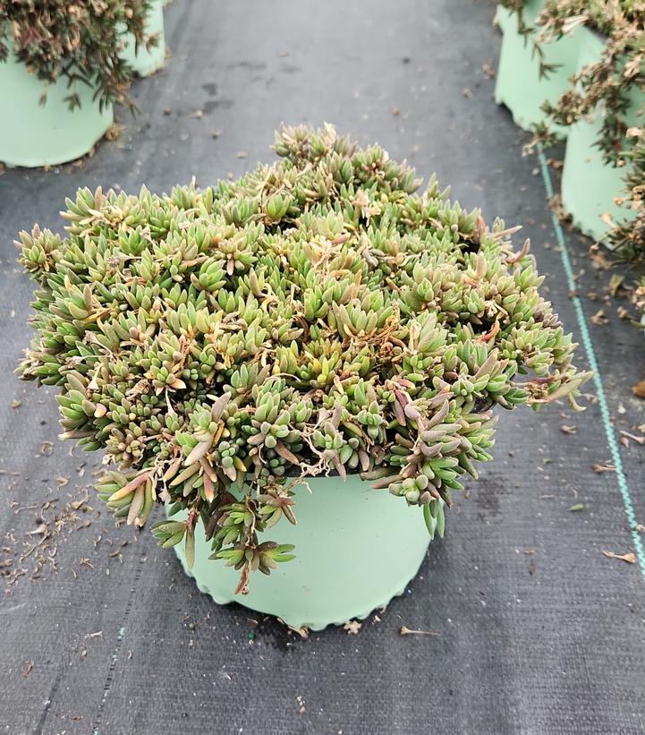 DELOSPERMA JEWEL DESERT `ROSE QUARTZ`