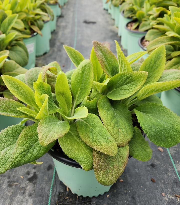 DIGITALIS PURPUREA `DALMATION PURPLE`