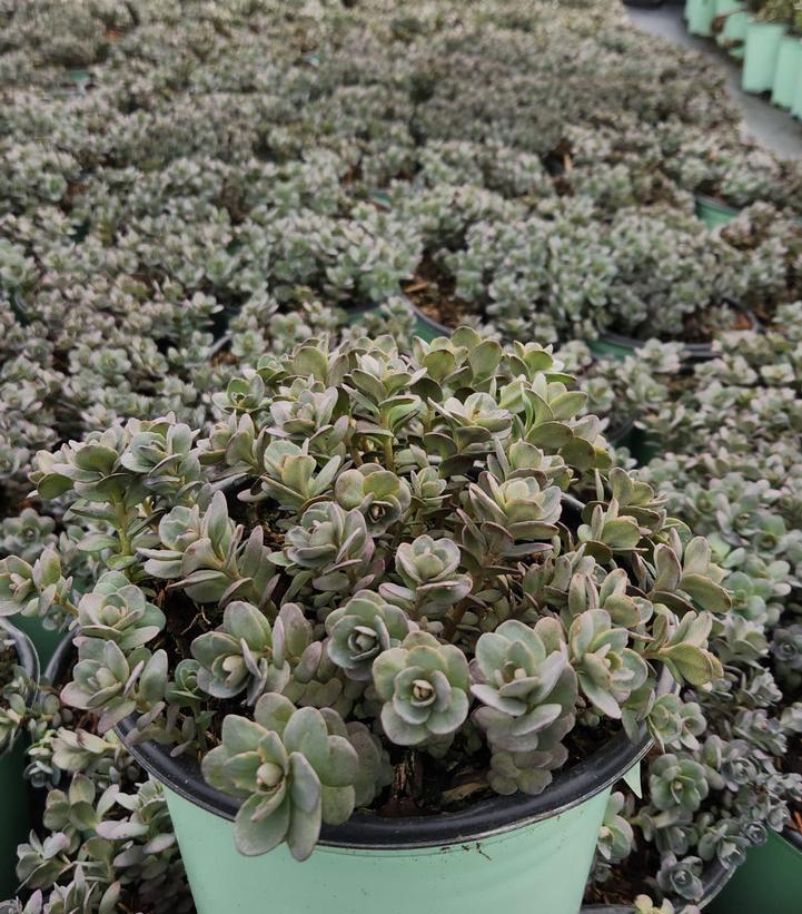 SEDUM SUN SPARKLER `PLUM DAZZLED`