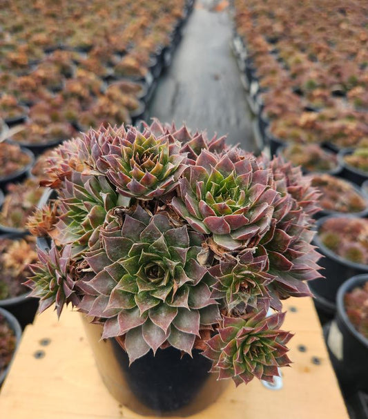SEMPERVIVUM `BLACK`