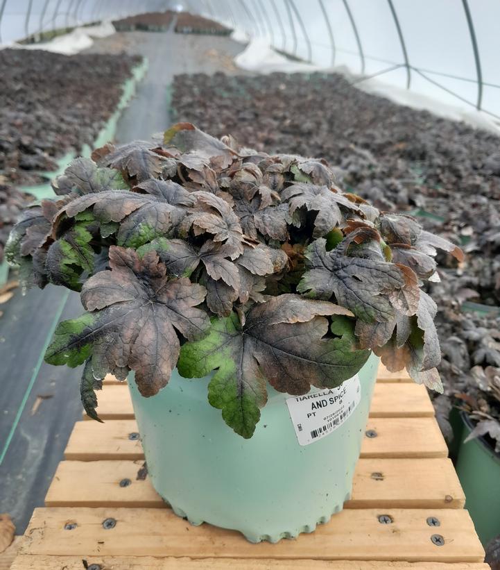 TIARELLA `SUGAR AND SPICE`