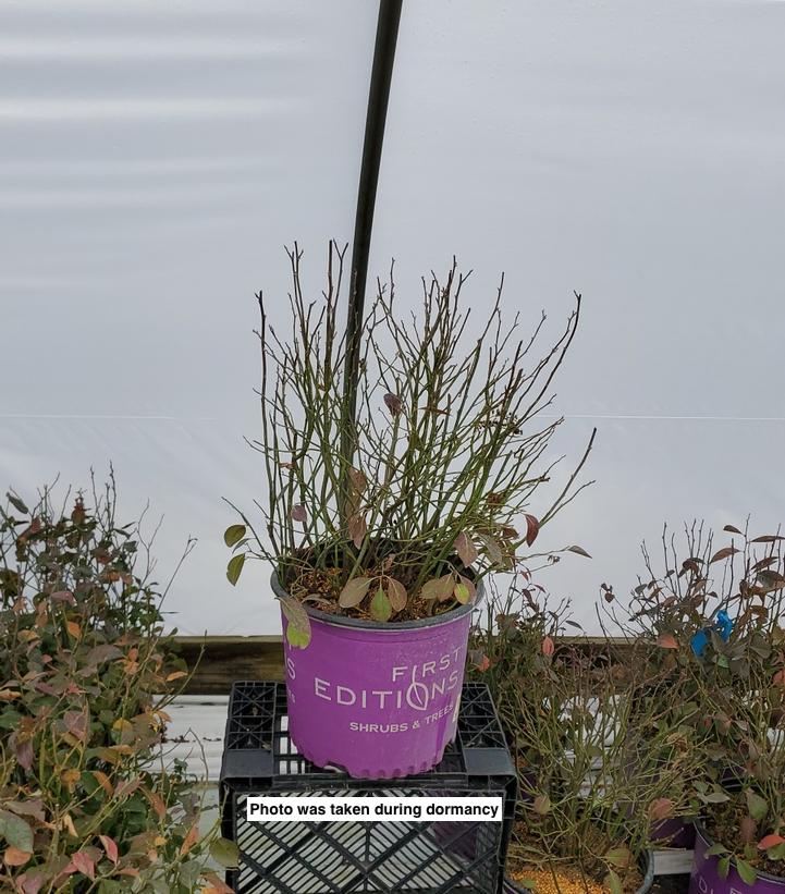 ITEA VIRGINICA `LOVE CHILD`