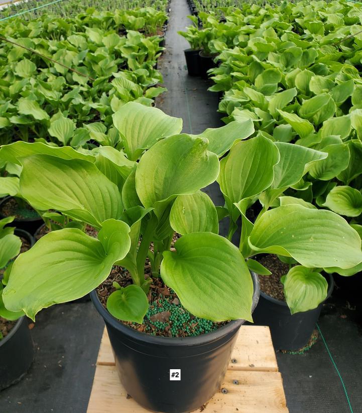 HOSTA `ROYAL CREST`