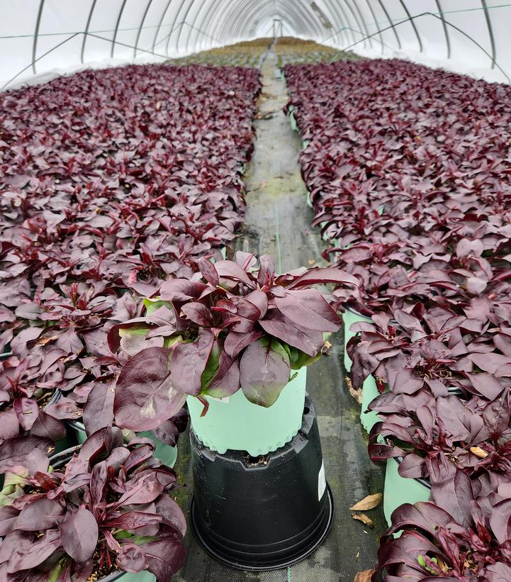 PENSTEMON DAKOTA `BURGUNDY`