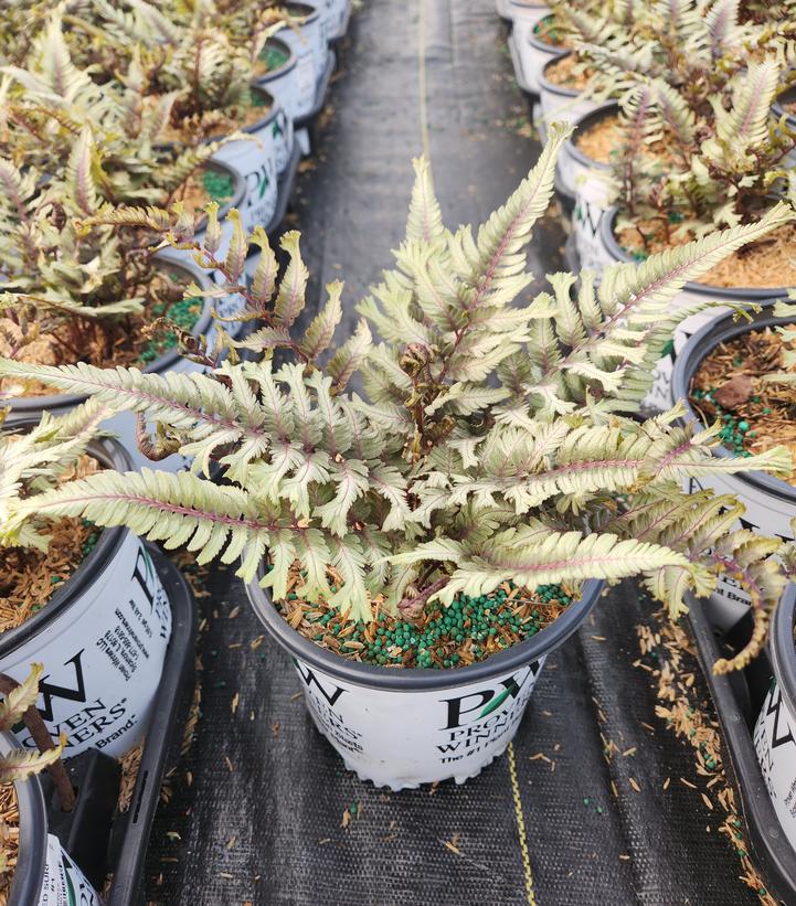 ATHYRIUM NIPONICUM `CRESTED SURF`