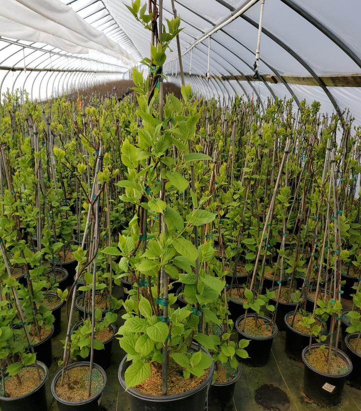 ACTINIDIA KOL. `SEPTEMBER SUN` (FEMALE)