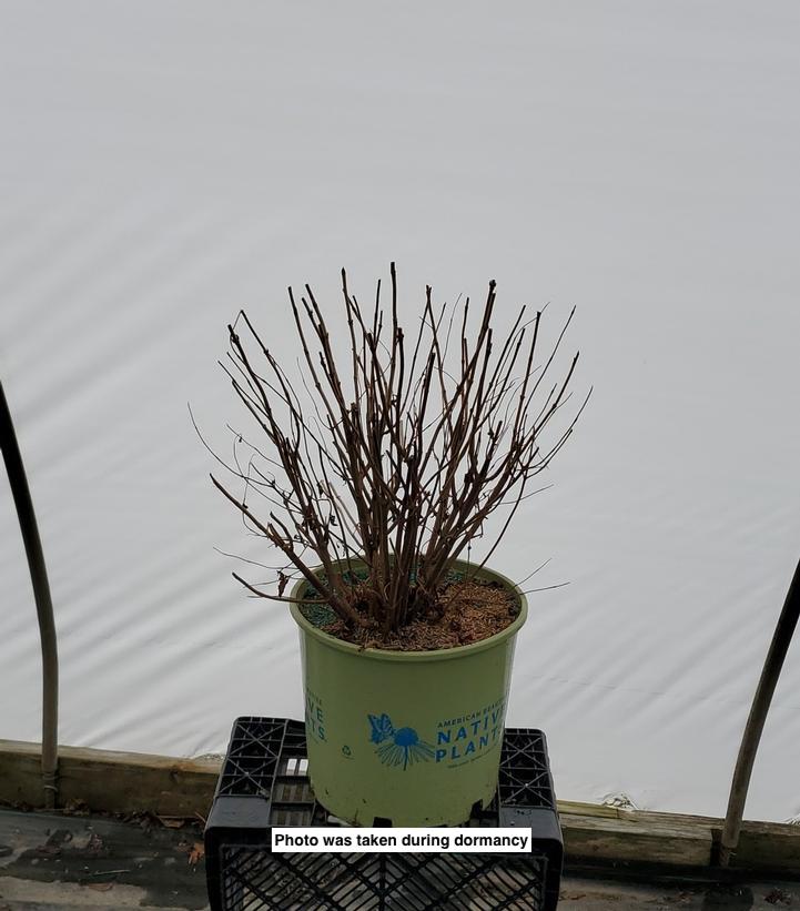 DIERVILLA RIVULARIS `RU-BEE WREN`