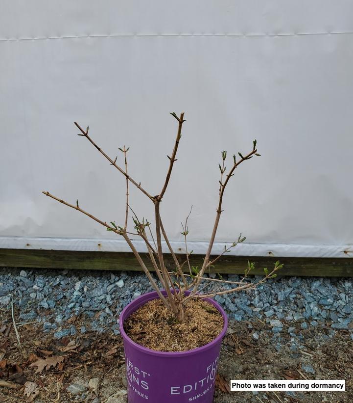 HEPTACODIUM MICONIOIDES `TIANSHAN`