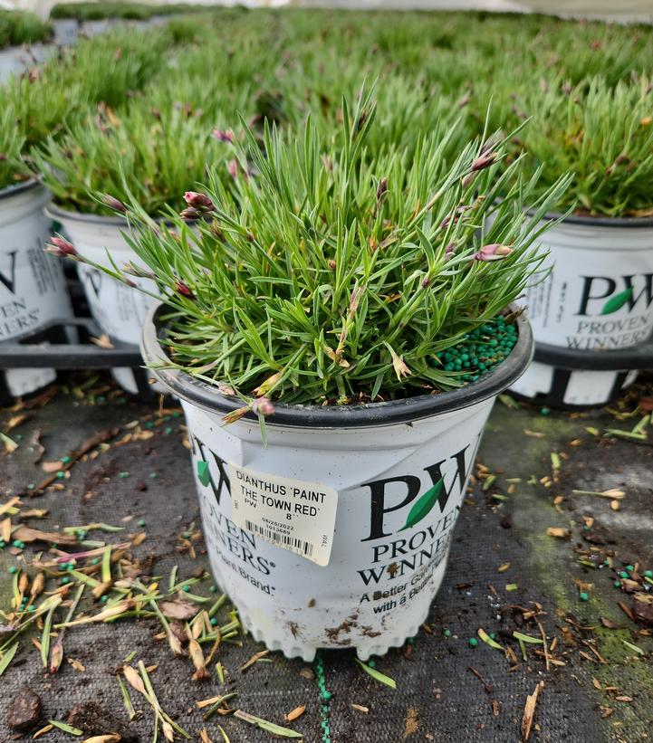 DIANTHUS `PAINT THE TOWN FANCY`