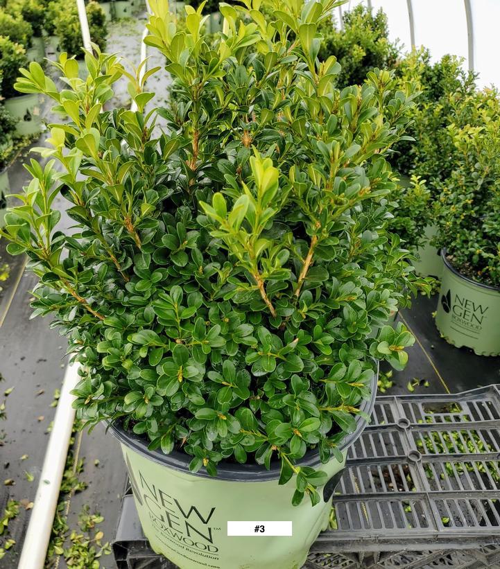 BUXUS NEWGEN `INDEPENDENCE`