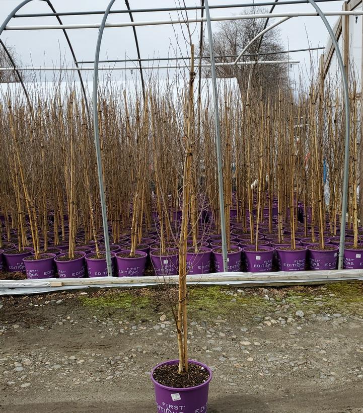 BETULA PLATYPHYLLA `PARKLAND PILLAR`
