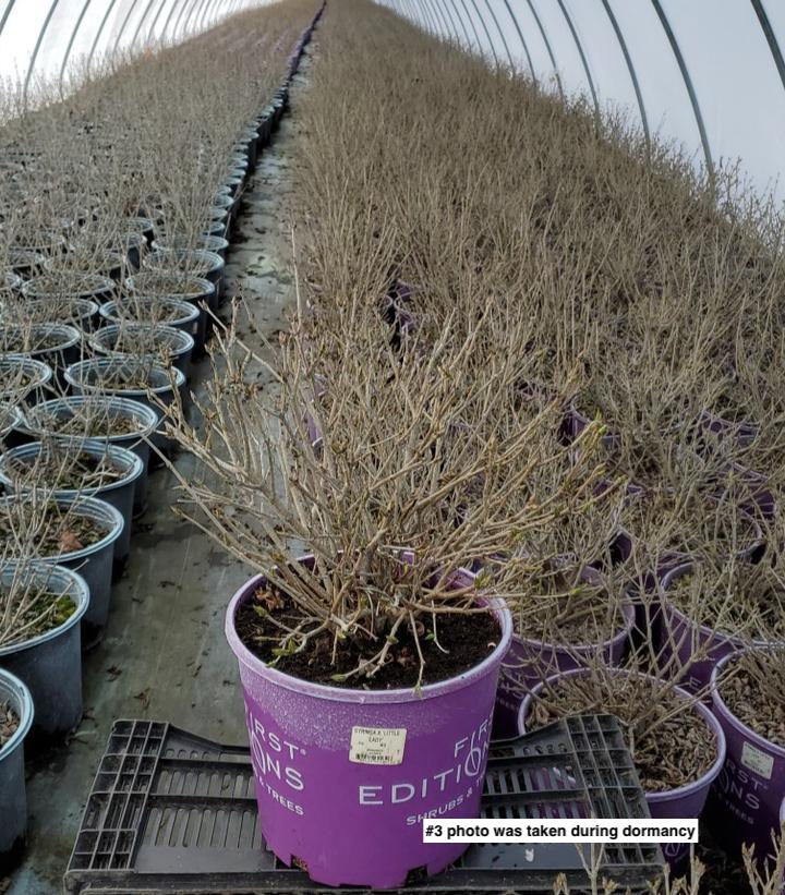 SYRINGA X `LITTLE LADY`