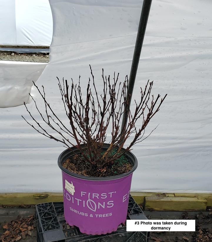 PHYSOCARPUS OP. `FIRESIDE`